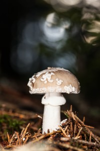 Pilz im Tiefenhäuserner Moor