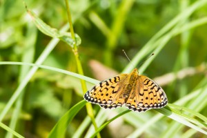 Sonnenbad - Randring Perlmutterfalter am Hexenplatz