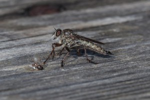 Raubfliege mit ausgesaugtem Opfer