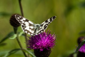 Schachbrett auf Distel am Hexenplatz