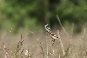 Schwarzkehlchen Pärchen