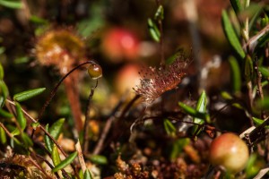 Sonnentau, Moosbeere und Rosmarinheide