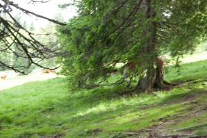 Stampede - Ein Rind der wild gewordenen Herde springt durch das Geäst Nähe Krunkelbachhütte/Finsterbühl (Ausschnitt)