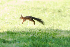 Das Eichhörnchen springt und tanzt im Gras