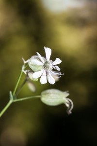 Taubenkropf-Leimkraut