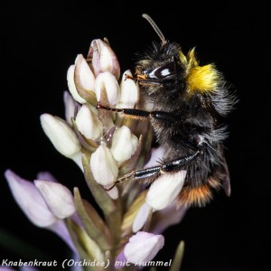 03-04 Knabenkraut mit Hummel 