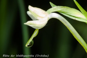 03-08 Bluete der Waldhyazinthe 