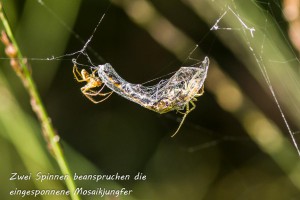 03-13 Zwei Spinnen mit eingesponnener Mosaikjungfer 