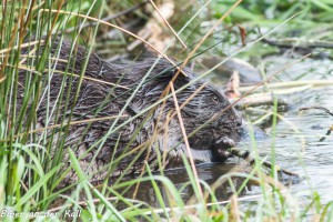 04-07 Biber an der Kall beim Fruehstueck 