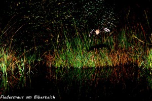 04-08 Fledermaus am Biberteich 