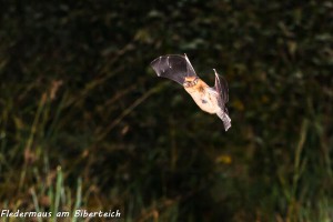 04-11 Fledermaus am Biberteich 