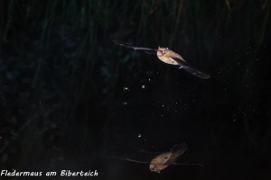 04-12 Jagende Fledermaus am Biberteich 