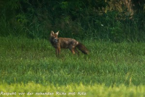 05-03 Respekt vor der Ricke 