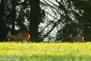 05-04 Ricke mit Kitz 