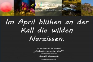 07 - Die wilden Narzissen 