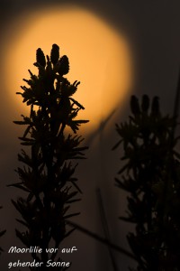 10-04 Moorlilie vor der Sonne 