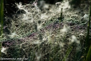 10-13 Spinnennetz mit Tau 