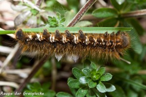 10-14 Raupe der Grasglucke 