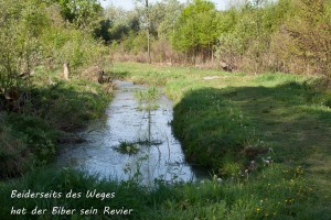 12-03 Beiderseits des Weges ist Biber-Revier 