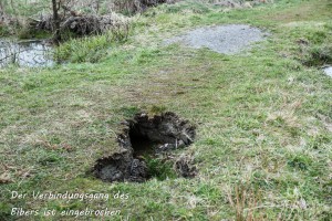 12-04 Eingebrochener Verbindungsgang des Bibers 