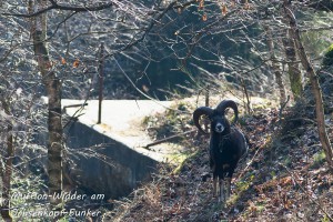 17-12 Mufflon-Widder am Ochsenkopf