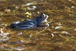 18-12 Frosch am Kallweg