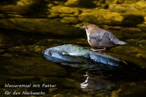 19-06 Wasseramsel mit Futter