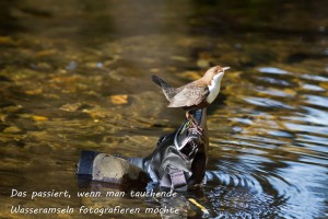 19-07 Wasseramsel auf der Kamera