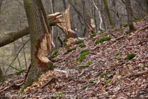 21-03 Biberschlag auch in Zweifallshammer