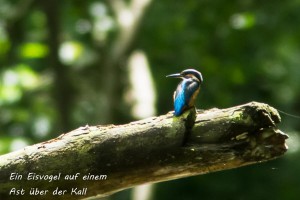 21-11 Ein Eisvogel auf einem Ast