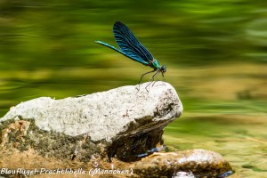 22-02 Blaufluegel-Prachtlibelle Maennchen