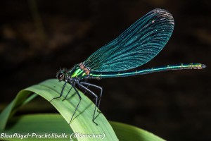 22-04 Blaufluegel-Prachtlibelle Maennchen