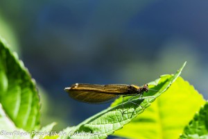 22-05 Blaufluegel-Prachtlibelle Weibchen