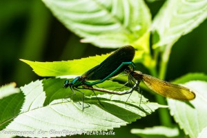 22-06 Paarungsrad der Blaufluegel-Prachtlibelle