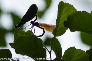 22-07 Paarungsrad der Blaufluegel-Prachtlibelle