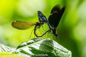 22-08 Paarungsrad der Blaufluegel-Prachtlibelle