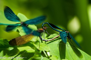 22-09 Einer stoert immer - Blaufluegel-Prachtlibellen