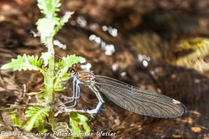 22-10 Eiablage des  Weibchens der Blaufluegel-Prachtlibelle