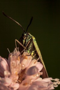 Grünwidderchen an Schlangenknöterich