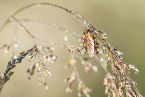 Fliege auf Gras