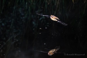 Fledermaus am Biberteich