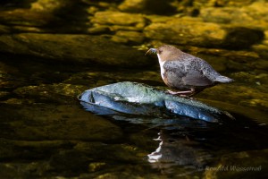 Wasseramsel mit Futter an der Teufelsley