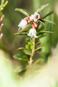 Preiselbeerblüten im Paustenbacher Venn