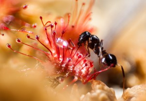 Ameisenopfer im Sonnentau