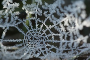 Spinnennetz mit Raureif am Hexenplatz