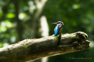 Eisvogel bei Zweifallshammer