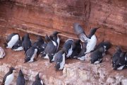 Trottellummen (Uria aalge) auf Helgoland