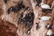 Trottellummen (Uria aalge) auf Helgoland