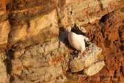 Tordalk (Alca torda) auf Helgoland