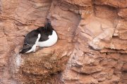Tordalken-Pärchen (Alca torda) auf Helgoland